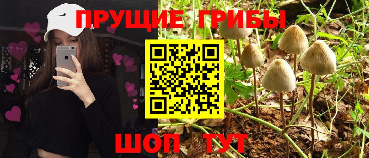 Галлюциногенные грибы прущие грибы  Вход с VPN  Находка 